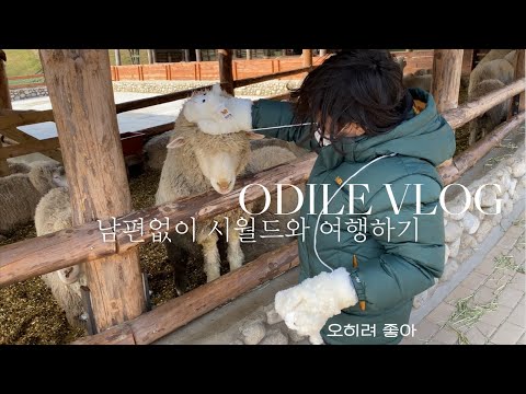 가족여행인데 시짜를 곁들인 • 시월드 대공개 • 조카 기절시키는 숙모 • 양떼목장 • 워터파크 • <strong>호텔라운지</strong> • 스위트룸 | 초등맘 오딜 odile