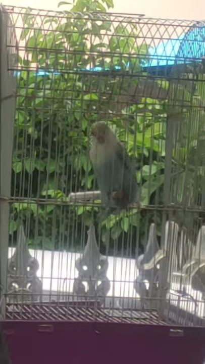 Viral Lucu dan Funny Burung Love Bird berjoget #viral#burung#lovebird#kekinian#berjoget#disco#mucic