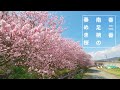 【Zhiyun CRANE】春二番のサクラ「春めき桜」南足柄【EOS M3】