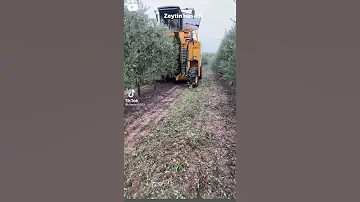 حصاد الزيتون 