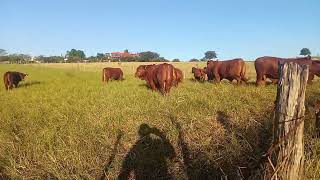¡¡BECERROS BRANGUS ROJOS PARA ESCOGER EN RANCHO MARIA EUGENIA!! 