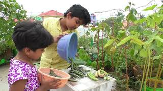 காலி ப்ளவர் நம்ம மாடி தோட்டத்திலேயே எளிதா வளர்க்கலாம் இன்றைய மாடி தோட்டம் அறுவடை |