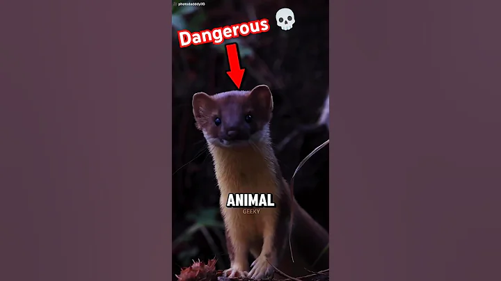 Stoat Uses Hypnotic Dance to Catch Rabbits 🐿️😵‍💫🐇