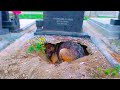 Dog Was All the Time at His Owner&#39;s Grave, Until One Day They Found Out Why