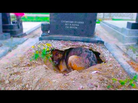 Dog Was All the Time at His Owner's Grave, Until One Day They Found Out Why