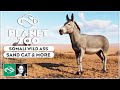 ▶ Somali Wild Ass, Sand Cat, and Playgrounds?! | Planet Zoo Arid Animal Pack Screenshots