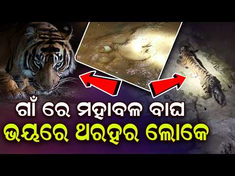 Royal Bengal Tiger Trapped Inside House In Karanjia, Rescue Operation Underway | Argus News