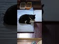 猫氏に暑さ対策