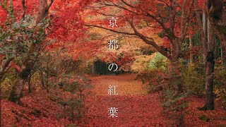 【京都の紅葉】京都の穴場スポット⑩ : 【Autumn Leaves】A secret spot in Kyoto（Kyoto, Japan）