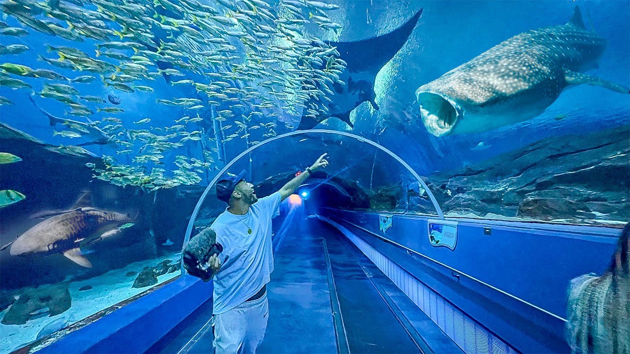 VLOG de 1 HORA no MAIOR AQUÁRIO dos ESTADOS UNIDOS – Georgia Aquarium