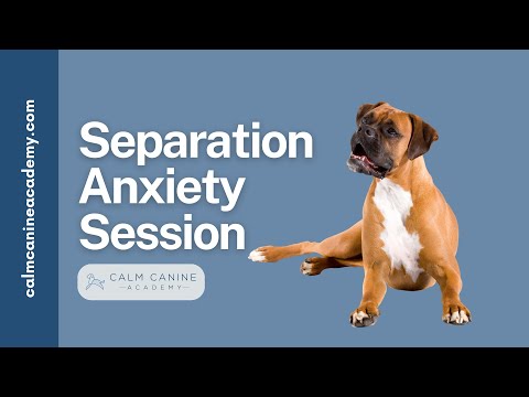 Separation Anxiety Treatment: Systematic Desensitization thumbnail