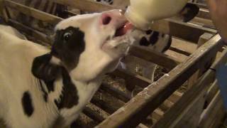 Feeding A Cow At Shipshewana Indiana Amish Farm
