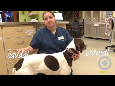 Video: Veterinary Medical Jargon Piav Qhia