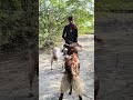 لحظة مفاجئة كبش كبير يظهر خلف الماعز   