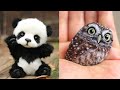 Rare Baby Animals You Will See For The First Time