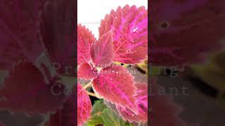 #Shorts | How to propagate coleus plant | propagation tips | Short Video | Punch Gardening