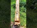 Wasenn vs Sweem to get it easy. #treecutting #wood #tree #stihl #asmr #treeman #woodworking #shorts