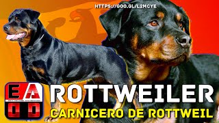 ROTTWEILER -  El poderosos perro Molosoide del carnicero de Rottweil.