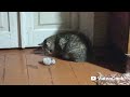 Электронна мыша для кота