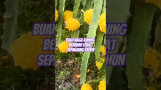buah naga kuning berbuah lebat sepanjang tahun #feedshorts #buahnagakuning