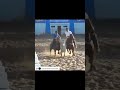 Adjailson Paiva x Lotus Eternaly Cash #shortsviral #resenhavaqueira #euapoiovaquejada #shortvideos