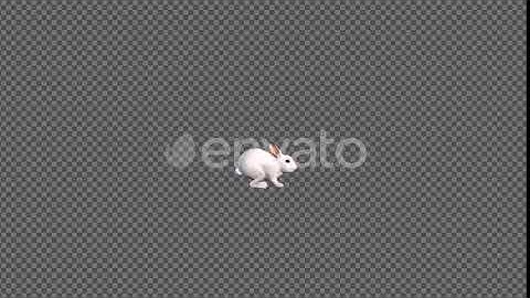 White Rabbit Jumping | Motion Graphics - Envato elements
