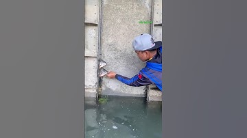 Cá Lớn - Rô Phi Khủng mắc kẹt nhưng bắt dứa 🤣 #khacthuyvlogg