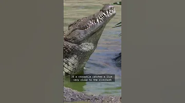 Can A Crocodile Overpower A Lion On Land 