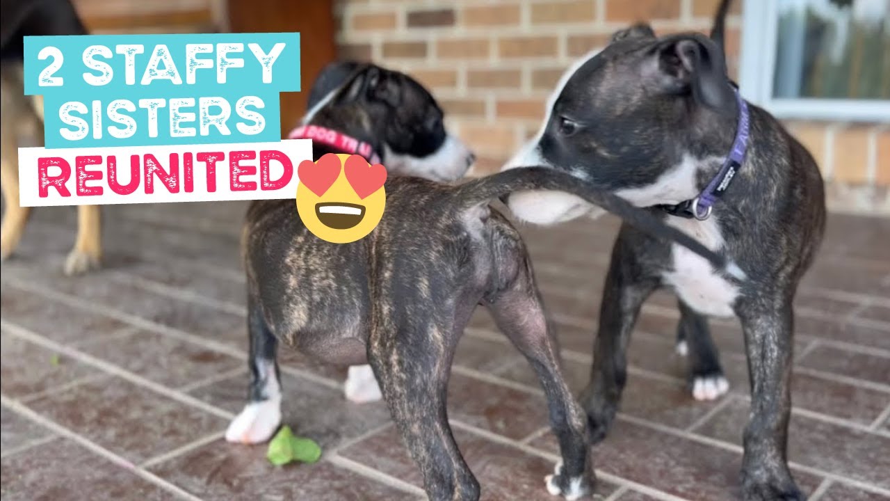 Two Staffy Puppy Sisters Reunited YouTube