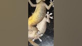 cicak kawin nampak jelas