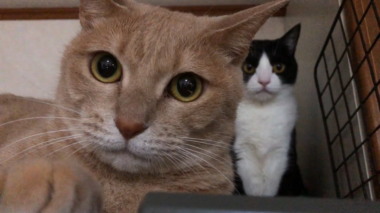 ゆっくりケンカもできない猫 にゃんとちゃんねる ゆっくりケンカもできない猫 にゃんとちゃんねる
