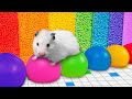  diy colorful hamster maze with rainbow balloons