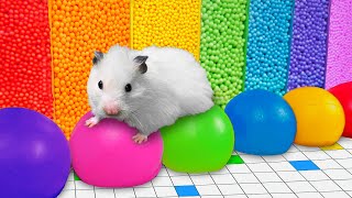 🌈 DIY Colorful Hamster Maze with Rainbow Balloons