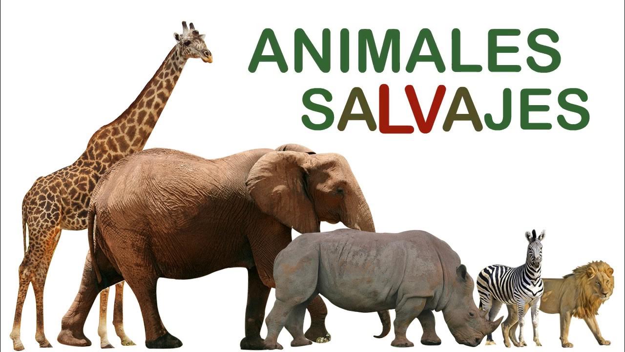 How to watch and stream Blippi Español Los Animales de la Selva en