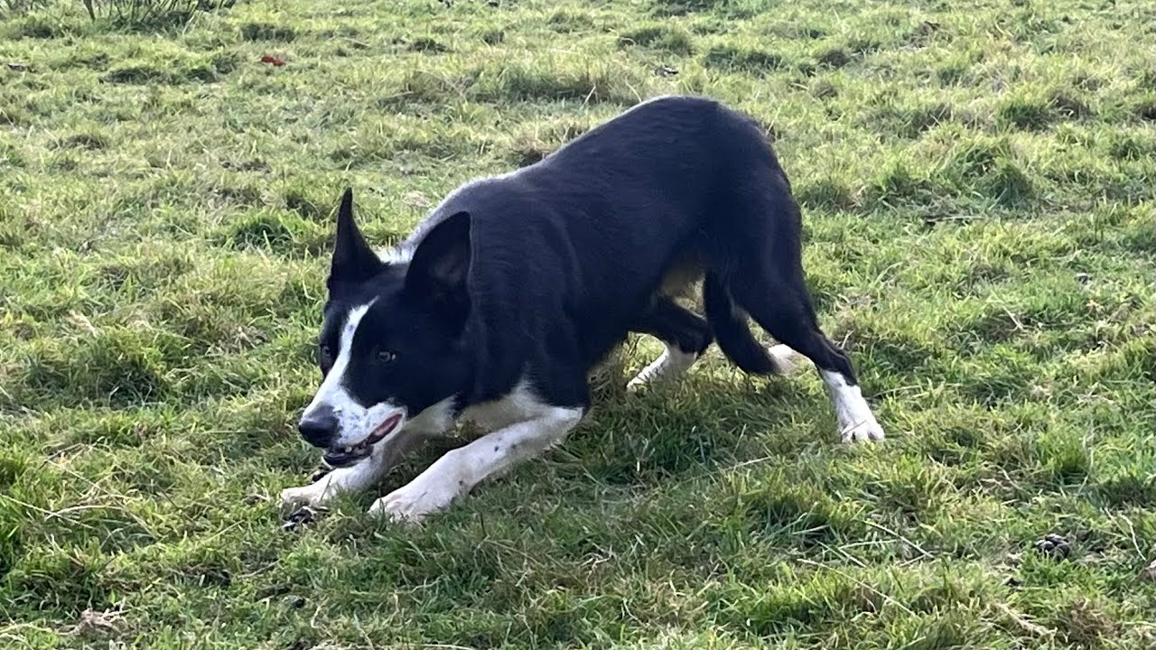 Mac (14 months old) Lot 84 Dolgellau online 13/11/24