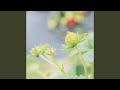 花瓣飘落的季节 花瓣飘落的季节