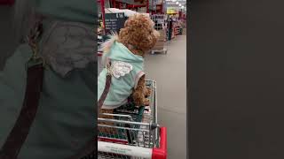 Cavoodle the cutest dog #dog #dogs #puppies #shorts