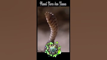 Fakta Unik Tentang Ular Derik Rattlesnake part 1