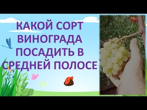 КАКОЙ СОРТ ВИНОГРАДА ПОСАДИТЬ В СРЕДНЕЙ ПОЛОСЕ. ВИНОГРАД ГАРОЛЬД. Выращивание винограда.