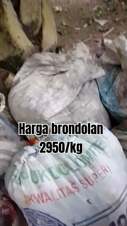 cek harga tempat kalian??#brondolan #sawit #tokebrondolan