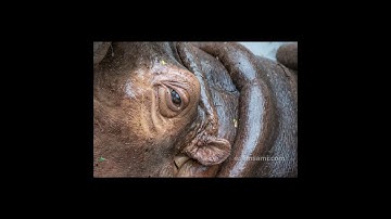 [Wikipedia] Gibbons v Proctor