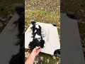 Dog Training in Charlottesville, VA with Ridgeside K9 Charlottesville