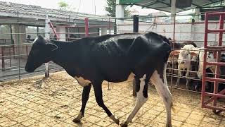 LOTE 112