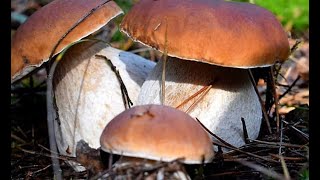 Grzyby. Gdyby Nie Zostały Nagrane, Nikt By W To Nie Uwierzył. Grzybobranie 2025.
