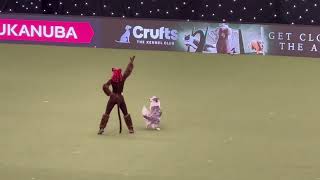 Crufts 2023 International Freestyle  Jen and Daiquiri Dance Monkey