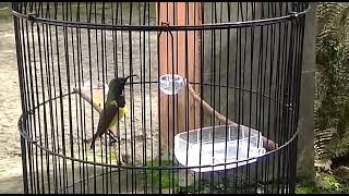 Masteran sogok ontong isian kenari Nagen satu titik punya Mas Cece Gunawan (PSI SUBANG)