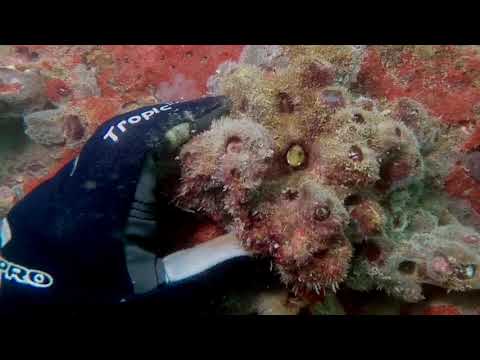 Video: Semua Tentang Ikan Dan Perawatan Blenny - Perawatan Blennioid