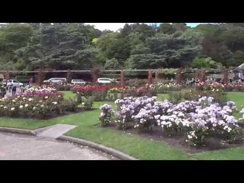 Vidéo: La Renaissance De La Roseraie Du Jardin Botanique Principal