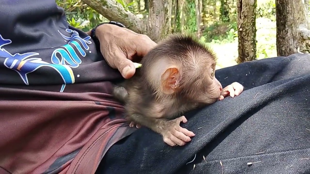 Introduction of poor baby monkeys to the outdoors..🥰🥰🥰