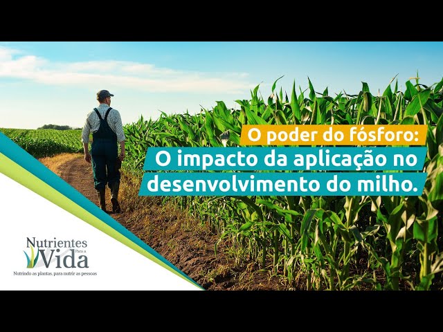 O poder do fósforo: O impacto da aplicação no desenvolvimento do milho